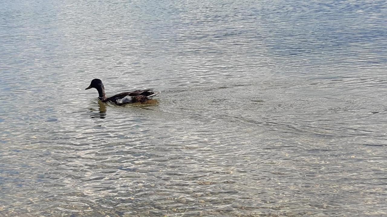 Wildente Am See Maishofen Buitenkant foto